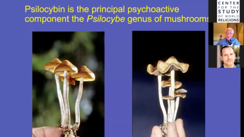 slide with mushrooms
