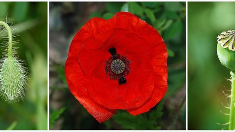 Poppy