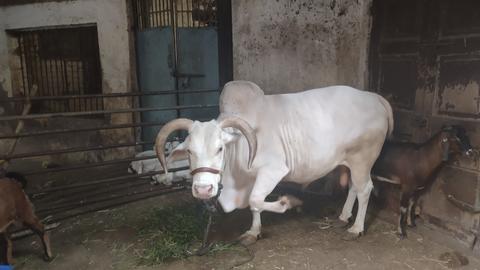 photo of a bull
