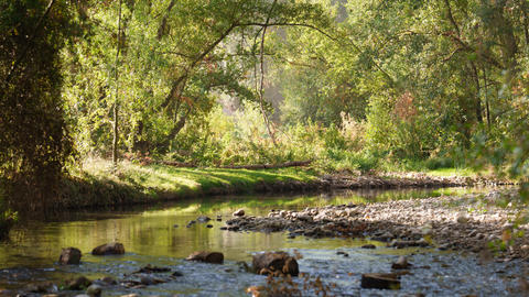 stream running through a forest, gentle sunlight
