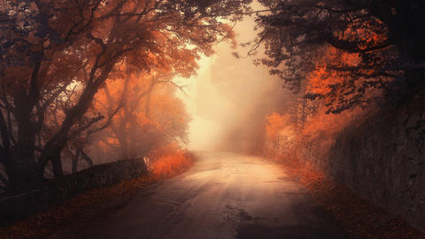 Mystical autumn red forest with road