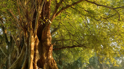 Image of a tree with roots and branches