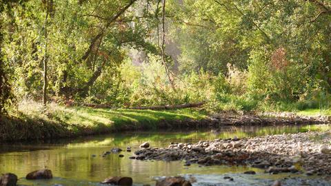 Image of brook and forests