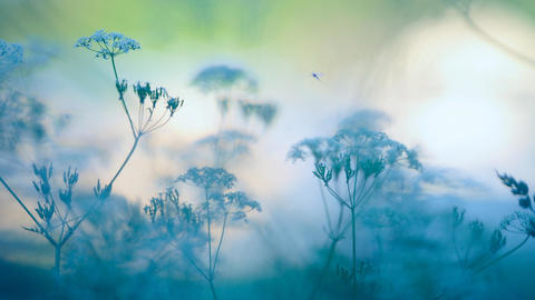 Close up image of plants and insects