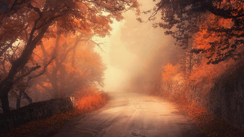 Dreamy forest pathway