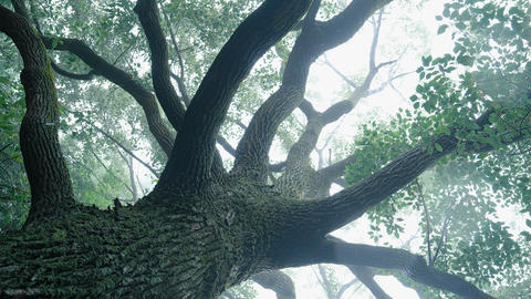 Looking up at the branches from the base of a tree