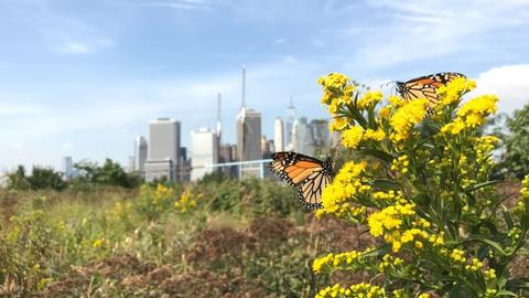 Photo of a closeup of yellow low-growing flowers with monarch butterflies on them, NYC skyline in distant