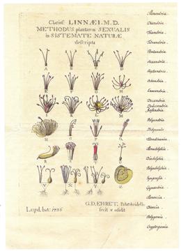 Ehret, George Dionysius: Linnaei Methodus plantarum sexualis, 1736.