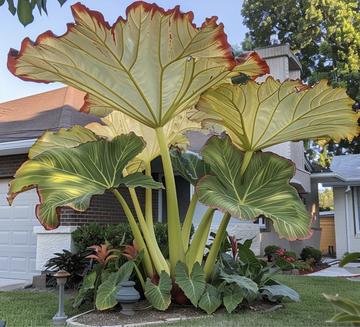 Fake AI-generated plant image