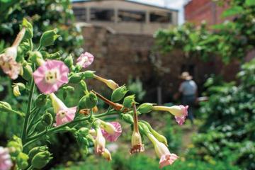 Pink flowers with garden in the background