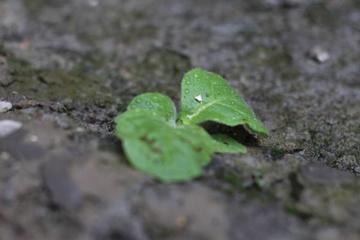 Close up of two small green leaves emerging from the soil