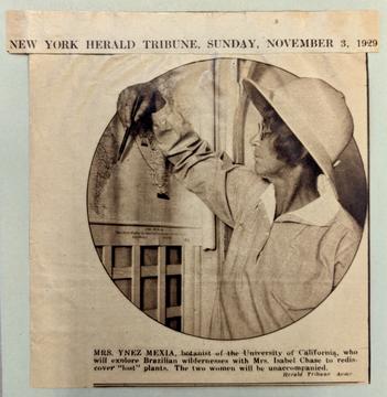 New York Herald Tribune November 5, 1929 article on Mrs. Ynez Mexia