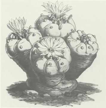 Pencil etching of peyote