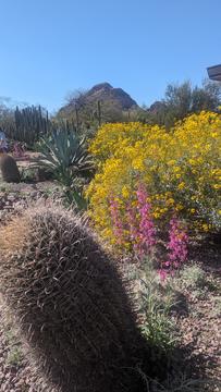 Desert brush in the foreground, mountain in the distance