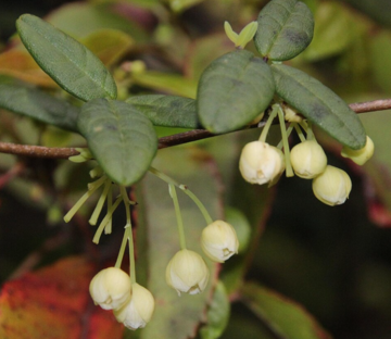 Puyehue plant with small white berries