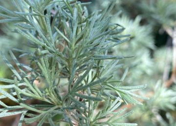 California Sagebrush