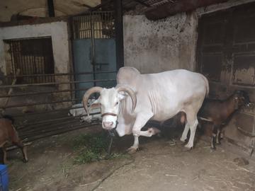 photo of a bull