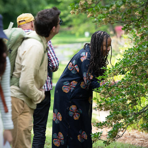 Melissa Bartholomew investigates a tree at Arnold Arboretum