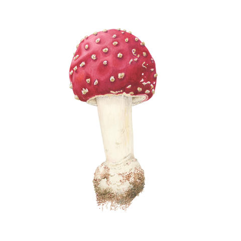 Amanita mushroom