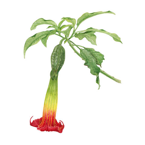 Painting of a colorful Brugmansia flower
