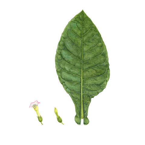 Tobacco Leaf
