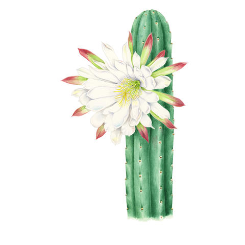 Cactus with flower