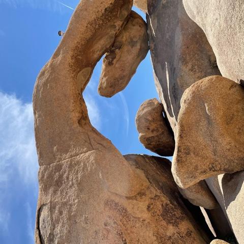 Joshua Tree