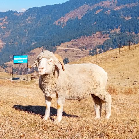 Sheep at Prashar Lake