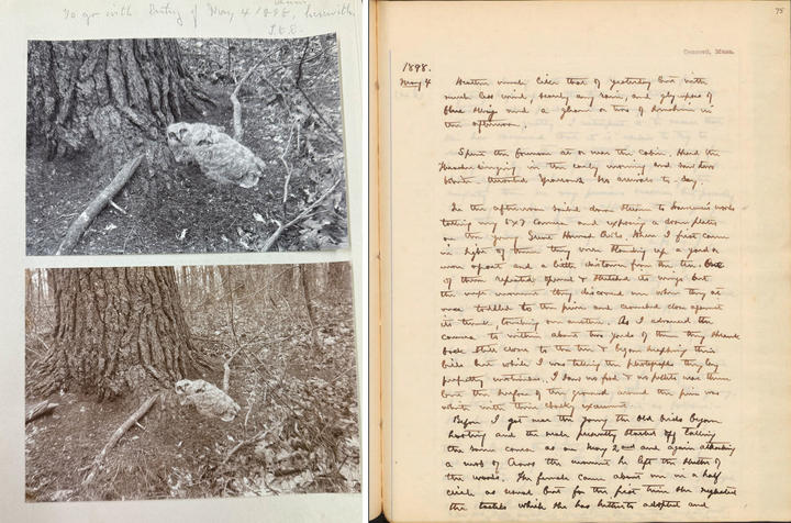Photos with Great Horned Owls next to a journal entry