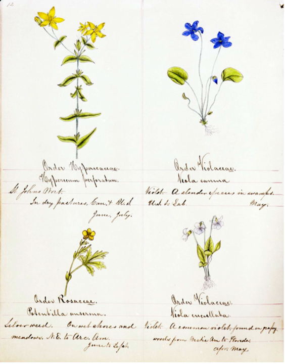 Botanical Drawing by Shaker Woman
