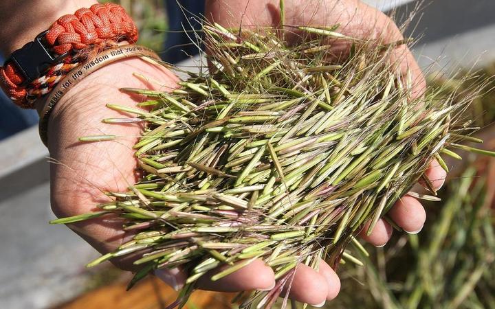 Hands holding wild rice