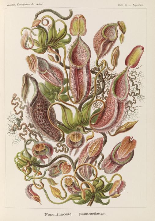 Ernst Haeckel’s drawing of Nepenthaceae, Kunstformen der Natur