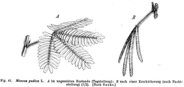Paul Taubert’s drawing of Mimosa Pudica (1891)