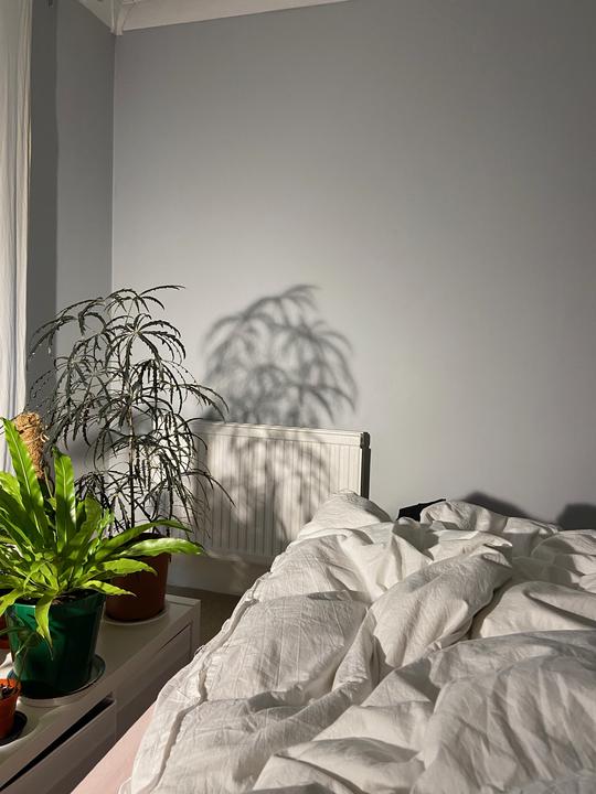 Shadow of a plant on a wall
