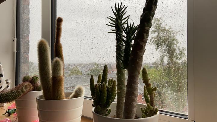 Potted cacti by a window