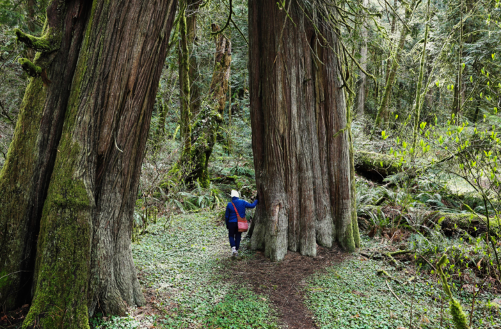 woman next to a large tree