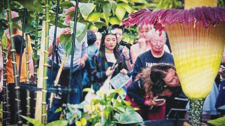 Figure 3. Visitors queuing to smell a blooming Amorphophallus titanum at Kew Gardens, London. Still filmed from BBC News webpage, June 19, 2024.