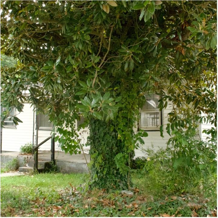 Magnolia tree