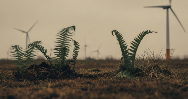 Ferns growing up from the ground, wind mill in the background