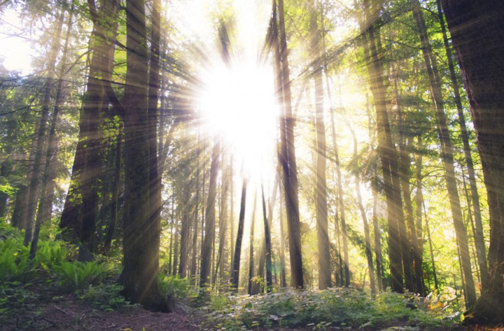 Sunlight streaming through trees in a forest