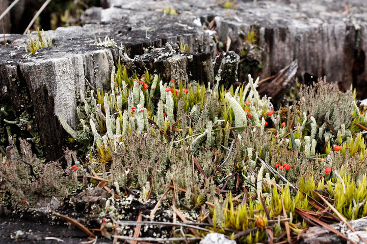 Bryophytes