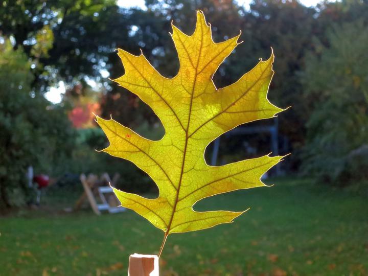 The perfect leaf
