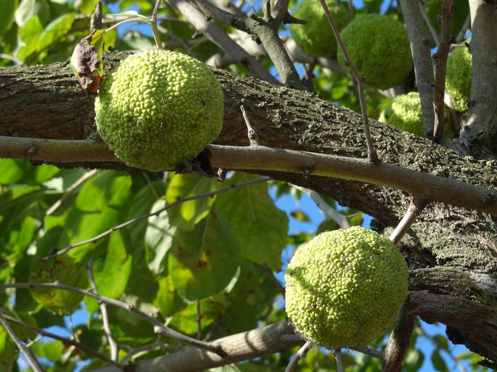 Osage Orange Tree fruit