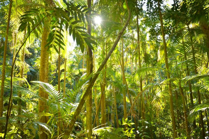 Forest jungle