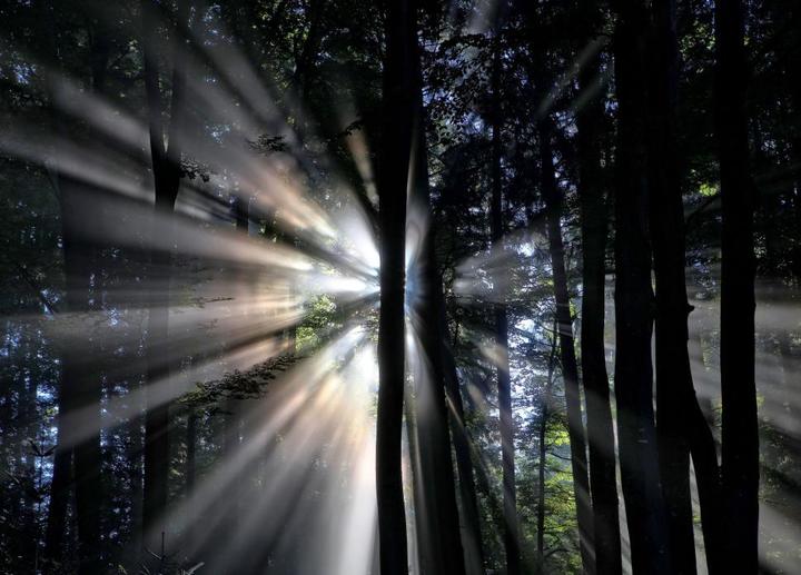 Light in trees