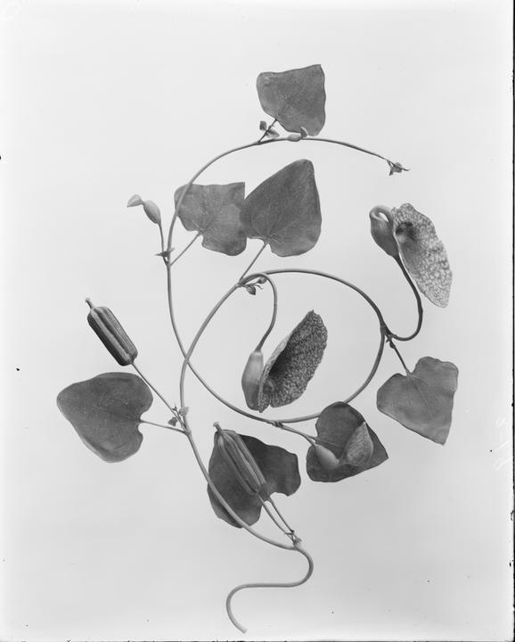 Aristolochia