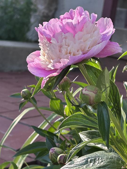 Flower at house on 32nd Avenue