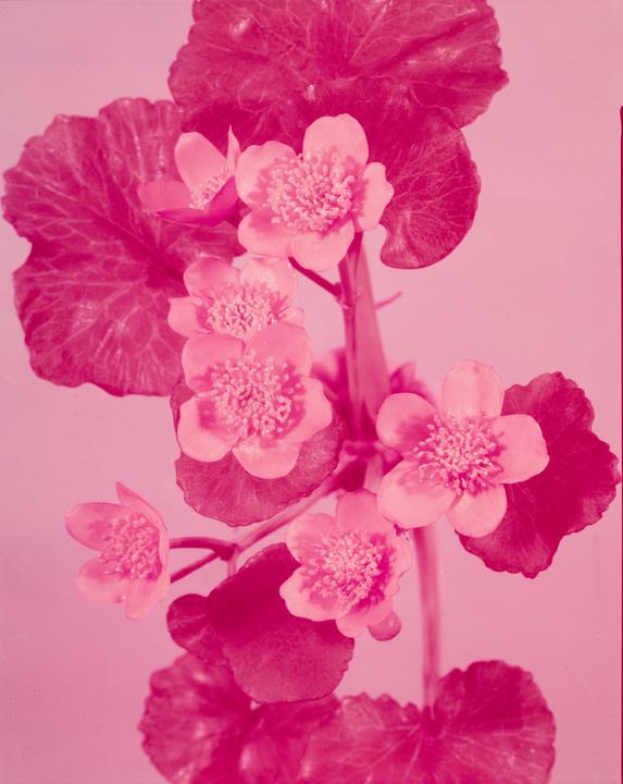 Begonia