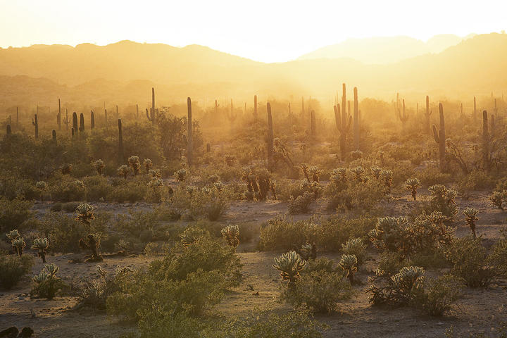 Sonoran Desert