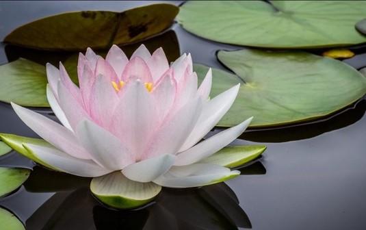 pink and white lotus flower among lily pads in a pond